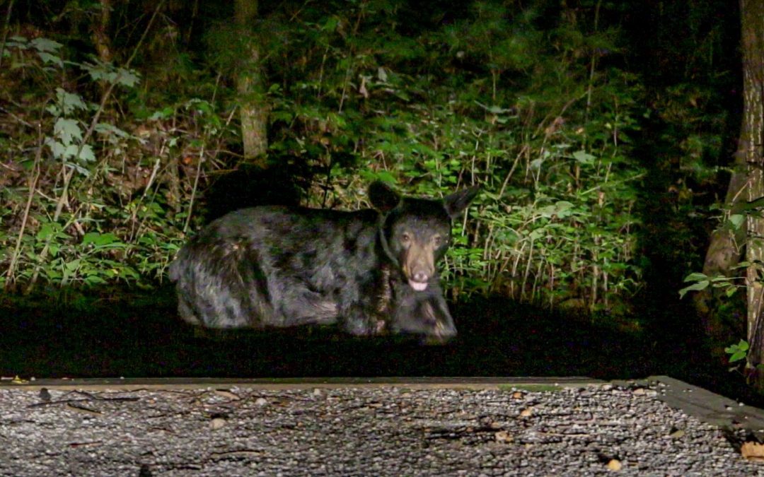 Our Black Bear Encounter