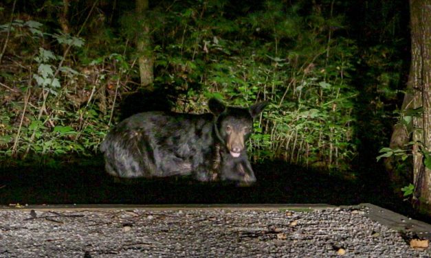 Our Black Bear Encounter