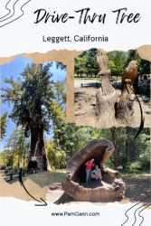 The Drive-Thru Tree is a renowned giant tree located in northern California, offering visitors a unique opportunity to literally drive through its massive trunk.