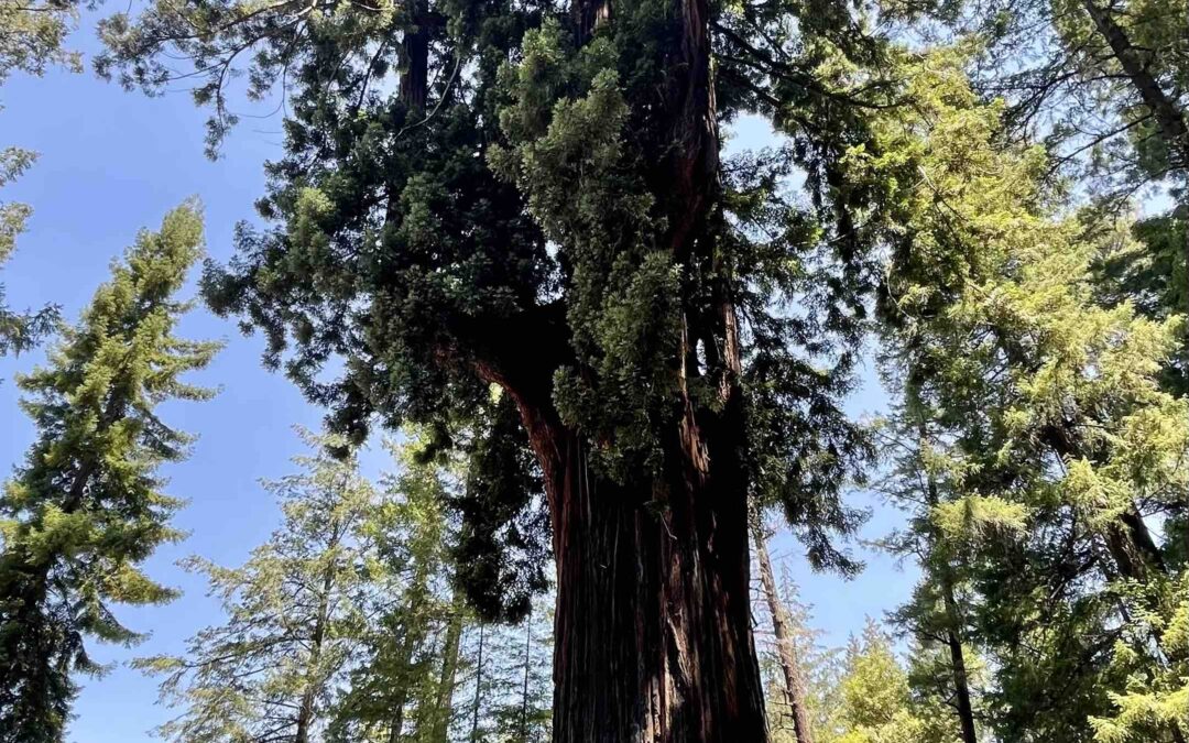 Embracing Nature at the Drive-Thru Tree: A Journey Through California’s Iconic Landmarks