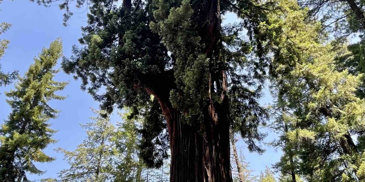 Embracing Nature at the Drive-Thru Tree: A Journey Through California’s Iconic Landmarks