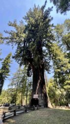 The Drive-Thru Tree is a renowned giant tree located in northern California, offering visitors a unique opportunity to literally drive through its massive trunk.