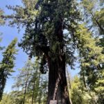 Embracing Nature at the Drive-Thru Tree: A Journey Through California’s Iconic Landmarks