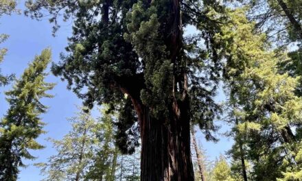 Embracing Nature at the Drive-Thru Tree: A Journey Through California’s Iconic Landmarks