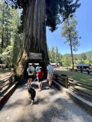 The Drive-Thru Tree is a renowned giant tree located in northern California, offering visitors a unique opportunity to literally drive through its massive trunk.