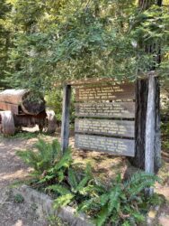 The Drive-Thru Tree is a renowned giant tree located in northern California, offering visitors a unique opportunity to literally drive through its massive trunk.