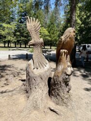 The Drive-Thru Tree is a renowned giant tree located in northern California, offering visitors a unique opportunity to literally drive through its massive trunk.