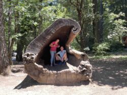 The Drive-Thru Tree is a renowned giant tree located in northern California, offering visitors a unique opportunity to literally drive through its massive trunk.