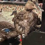 9 Things to Know When Visiting the Peabody Ducks in Memphis, TN