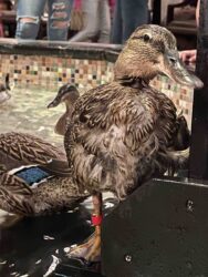 9 Things You Need to Know When Visiting the Peabody Ducks in Memphis, TN. 