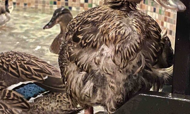 9 Things to Know When Visiting the Peabody Ducks in Memphis, TN